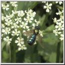 Chloromyia formosa - Waffenfliege w03.jpg